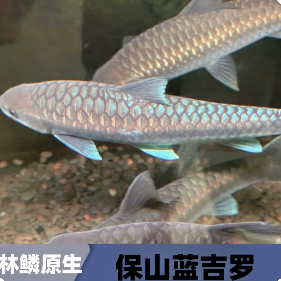 保山蓝吉罗观赏鱼云南原生鱼包邮包活吉罗鱼