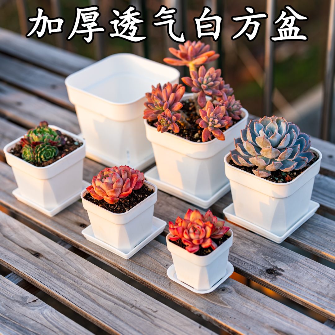 多肉结实耐用加厚耐晒抗冻透气透水简约小白方形花盆多肉花盆