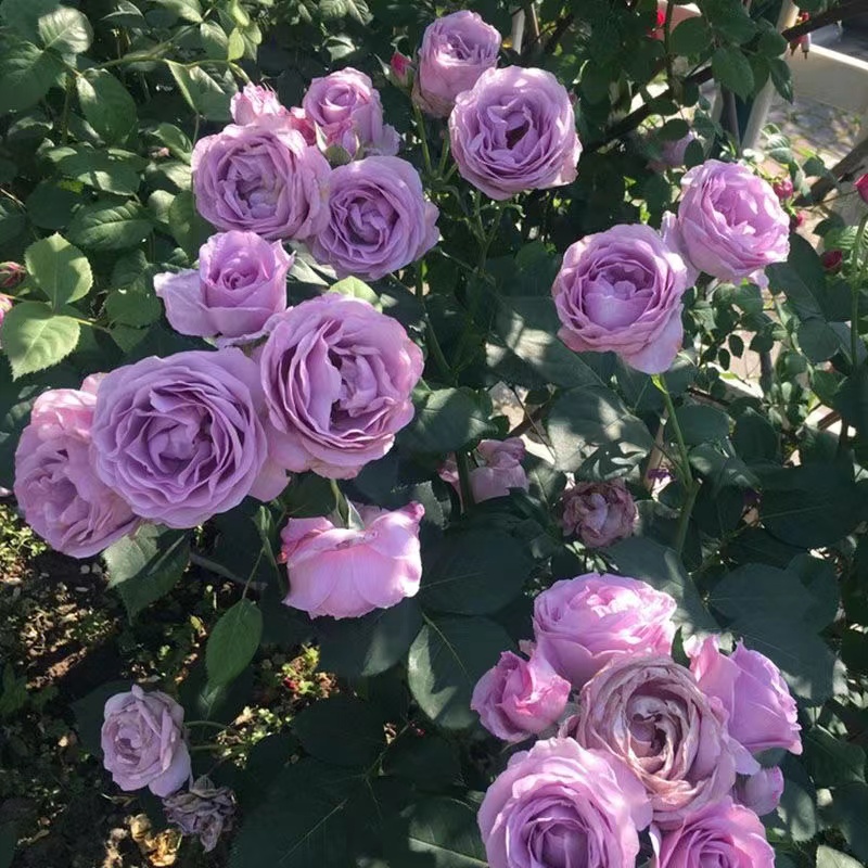 【花友坊】蓝色风暴月季绿植大花浓香庭院阳台盆栽四季开花花苗灌木