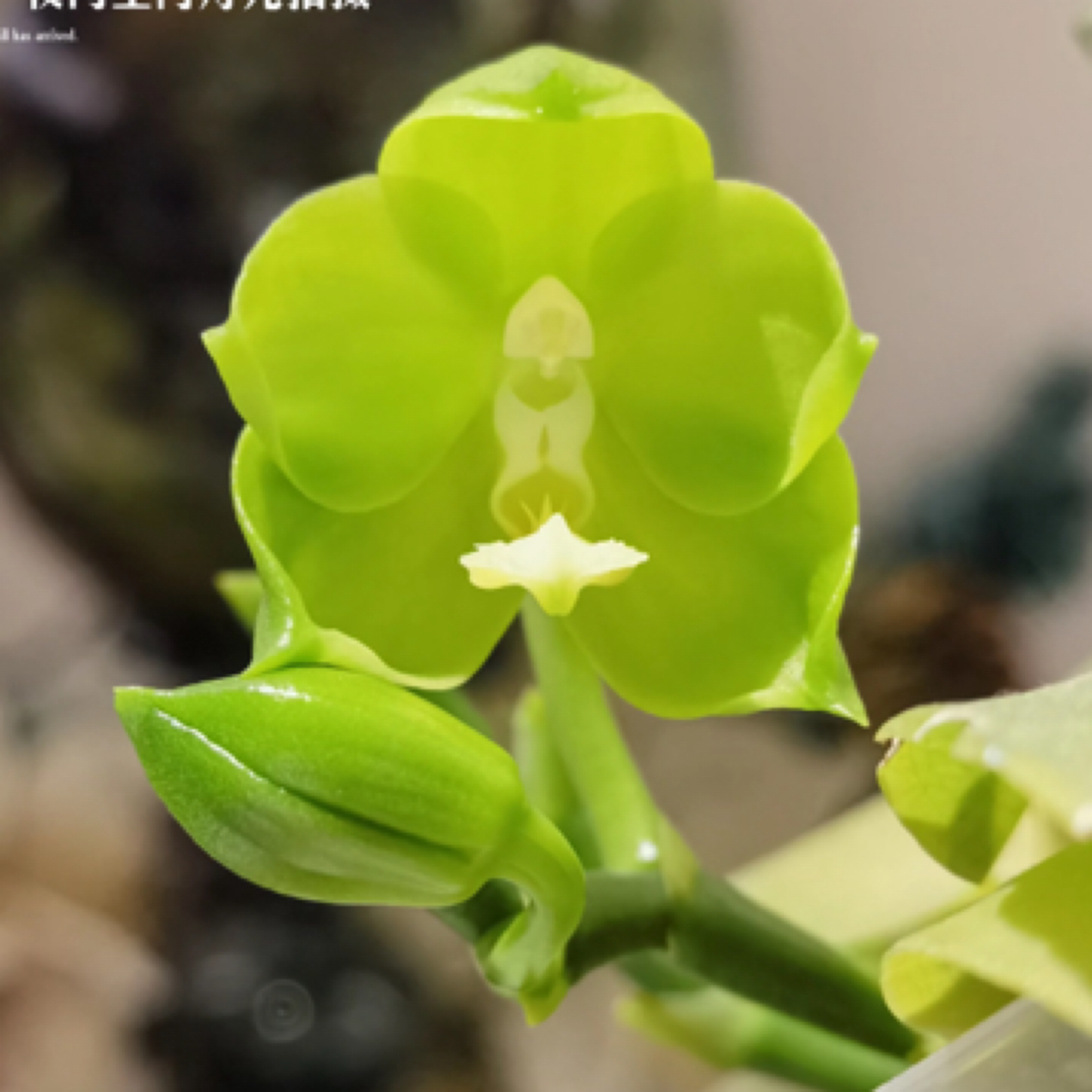 蝴蝶兰苗米罗绿梦2.5寸杯