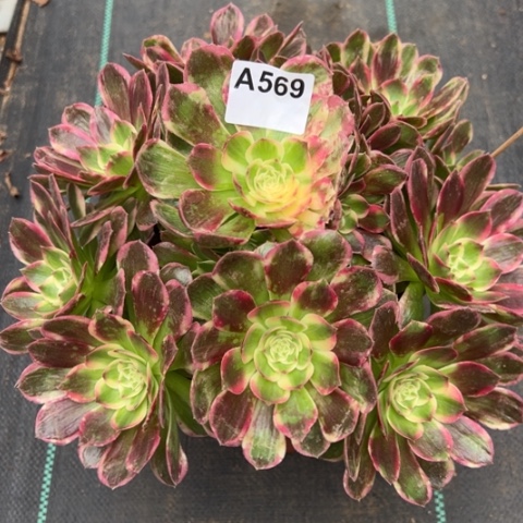 569海王30厘米左右