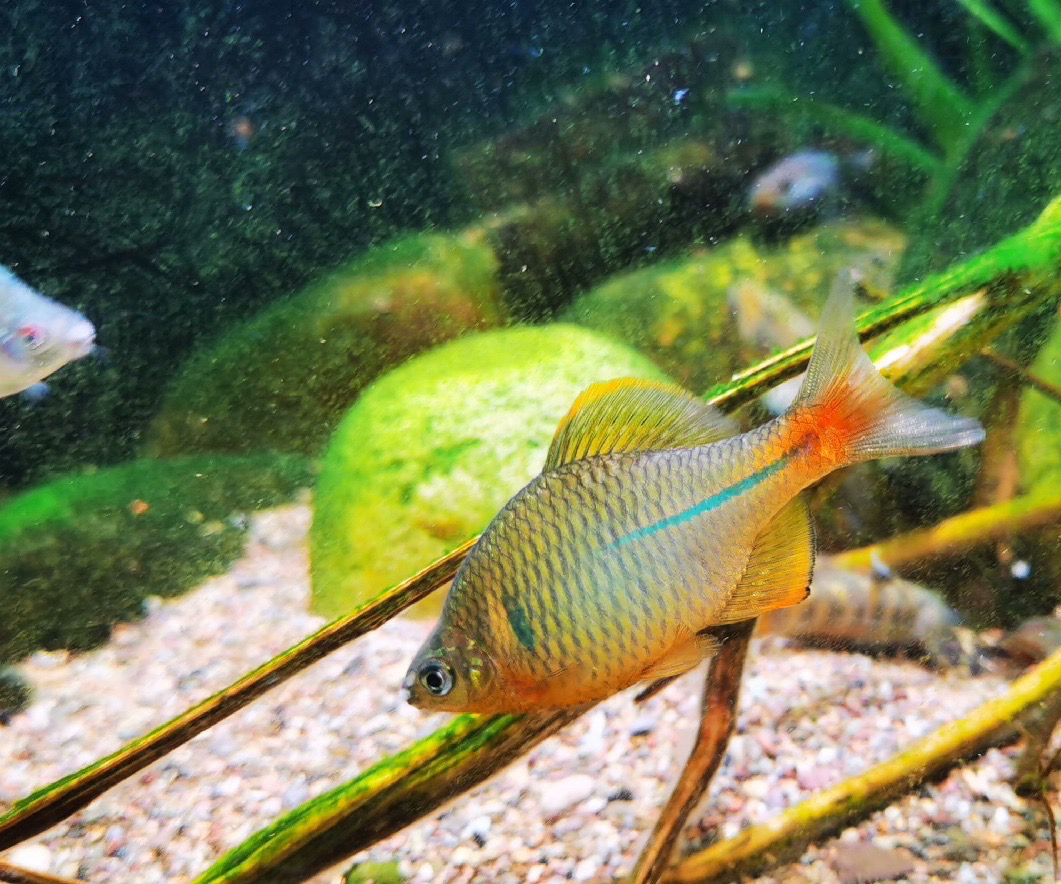 江西黄边鳑鮍非金边鳑鮍原生冷水鱼