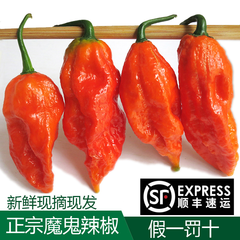 顺丰现货100克新鲜红正宗印度魔鬼辣椒特辣变态辣云南涮涮辣特产