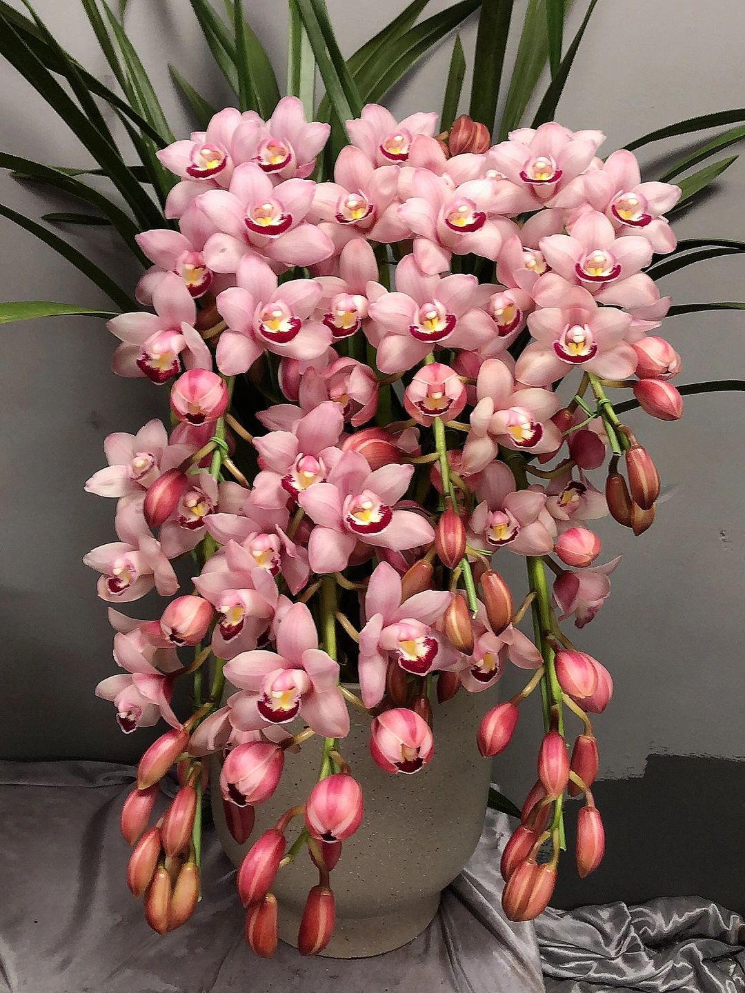 【烛光】年宵花，盆栽，兰花带花苞，四季好养活，送礼好物
