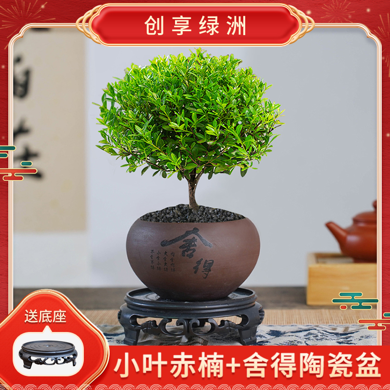 创享绿洲小叶赤楠盆景老桩办公室绿植室内盆栽花卉老桩植物