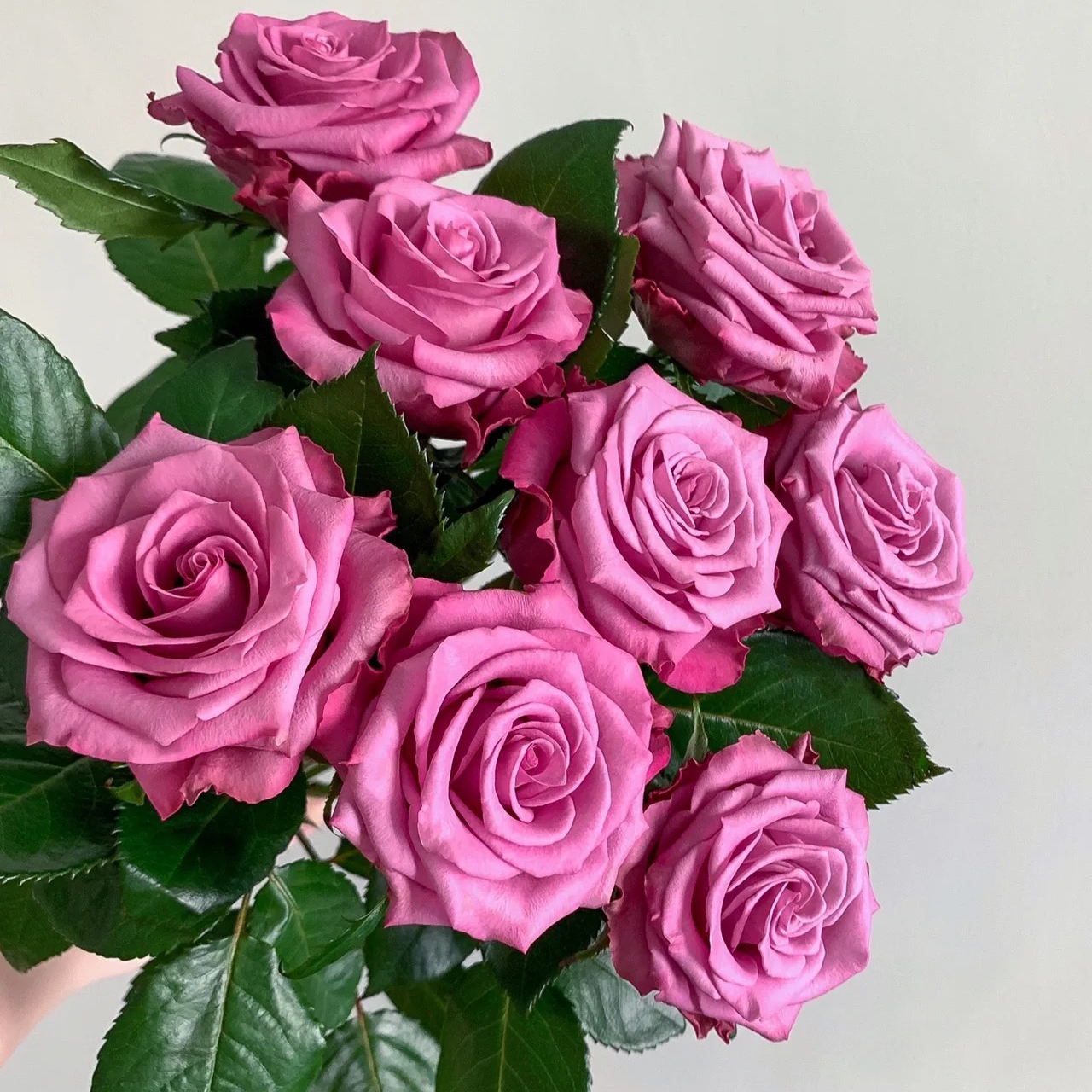 【嫣然】玫瑰花  粉紫色酒杯花型玫瑰花鲜花