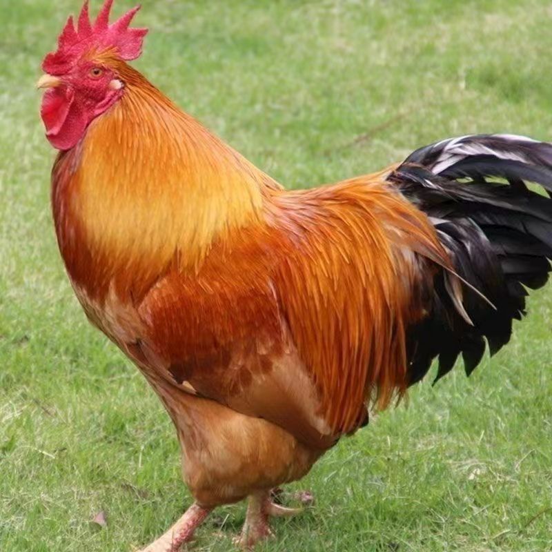 三黄鸡九斤红K90五黑鸡专用筐