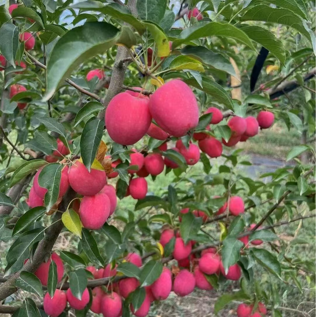 冰糖香妃鸡心果树带土球发货
