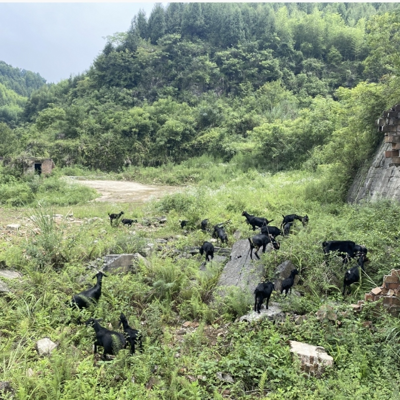 【私人订制】紫照散养土山羊 带皮带骨羊肉 不支持退货