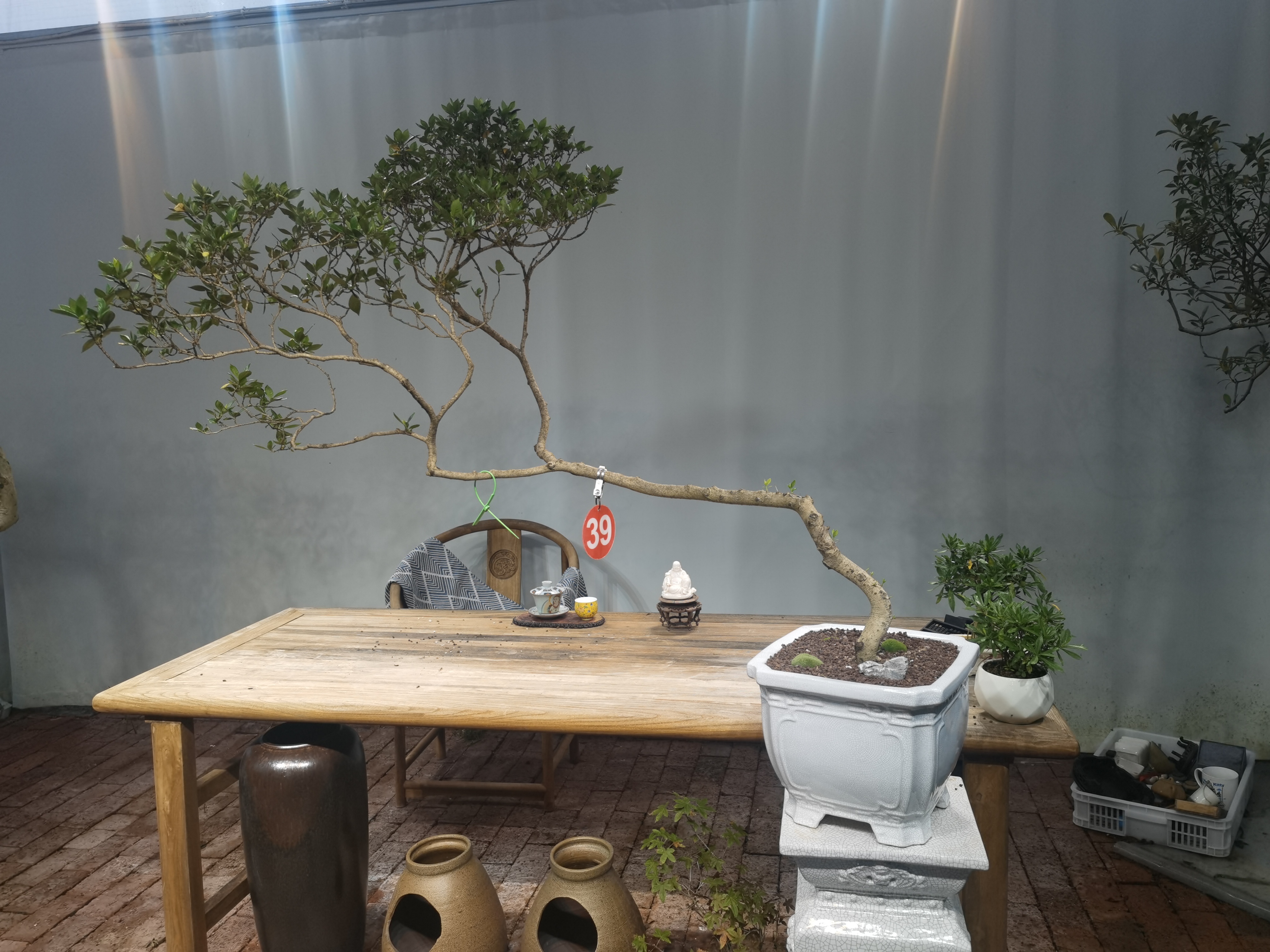 茶空间盆景栀子花