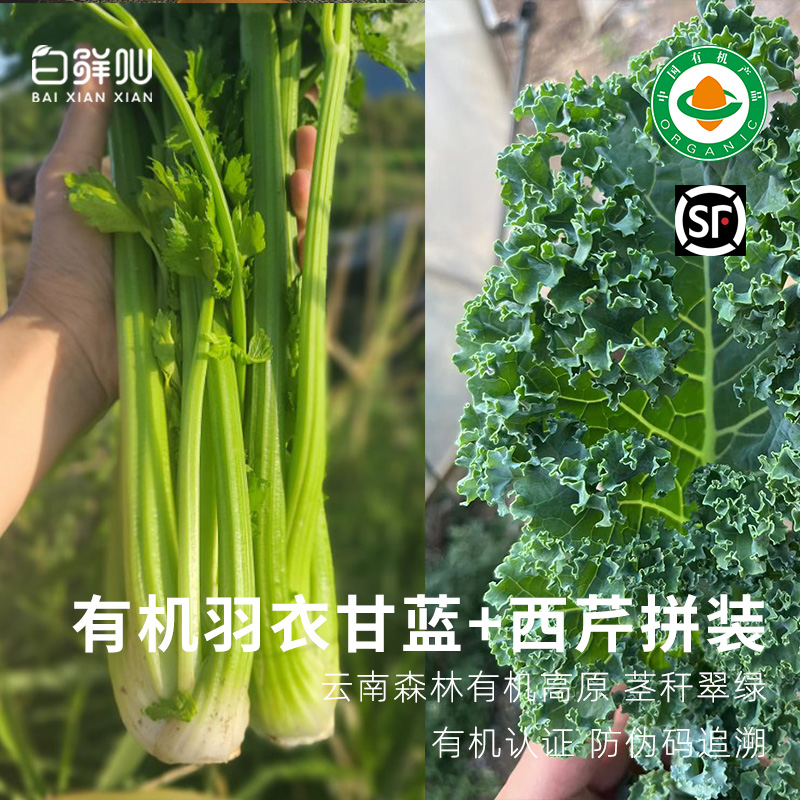 有机西芹真正纯有机蔬菜新鲜配送到家正宗有机羽衣甘蓝顺丰云南