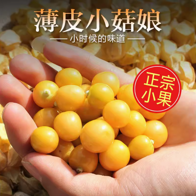 东北小黄菇娘金豆子姑娘果薄皮姑娘果金豆黄金豆新鲜