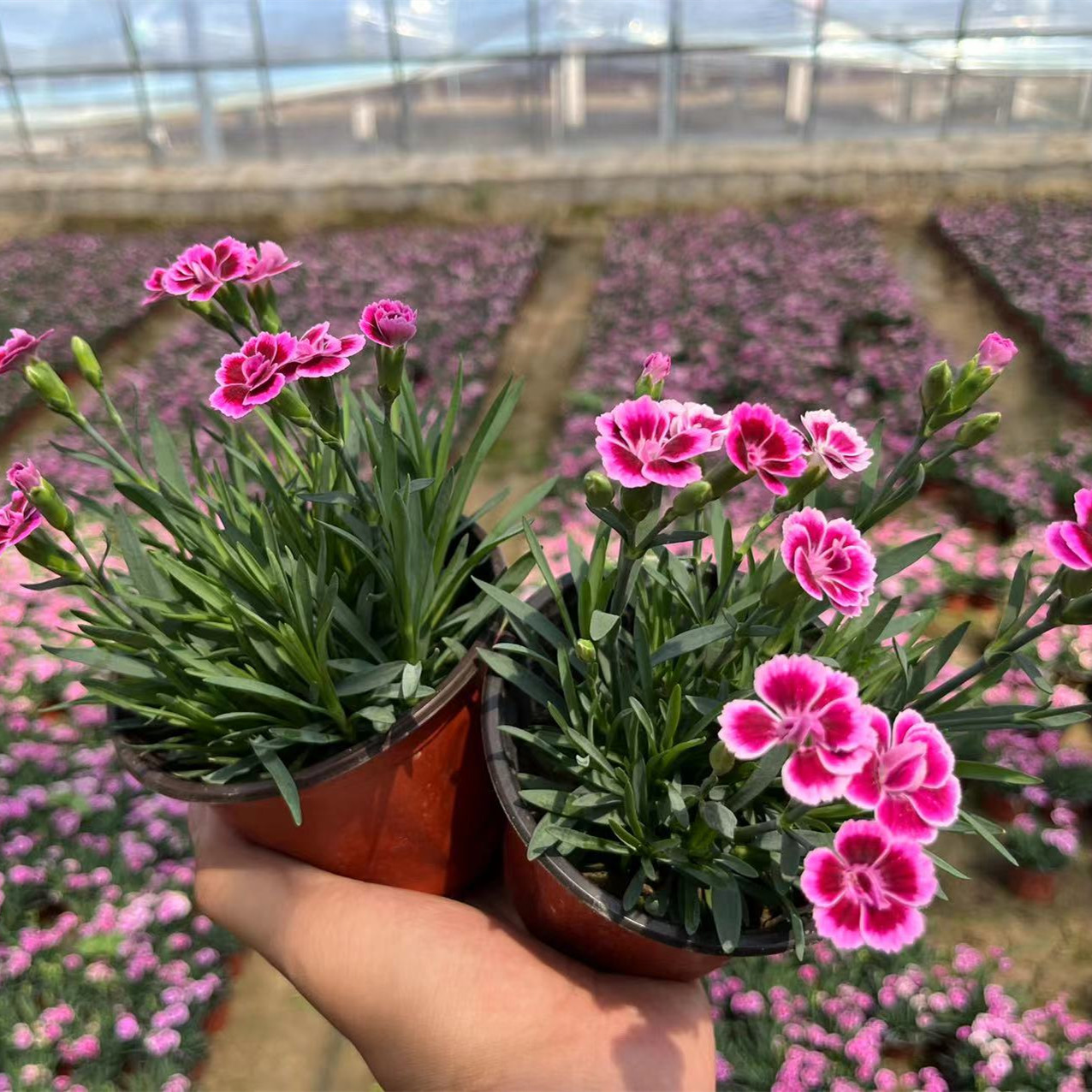 初吻石竹花苗四季开花草坪耐寒耐旱多年生庭院盆栽绿化花海宿根