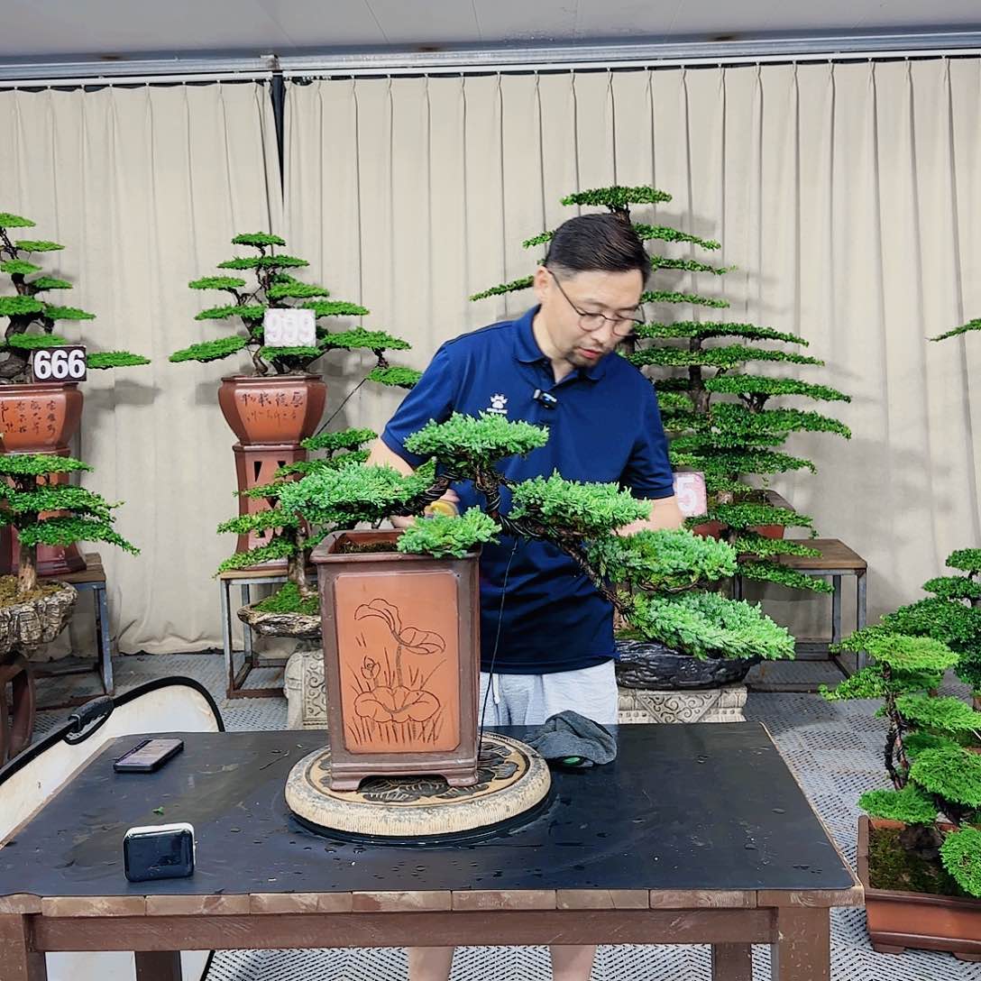 罗汉松等盆景罗汉松等盆景