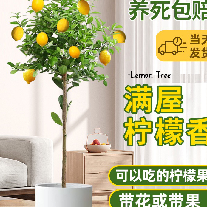 一物一拍四季香水柠檬树盆栽绿植果树室内外摆放阳台植物带花或果