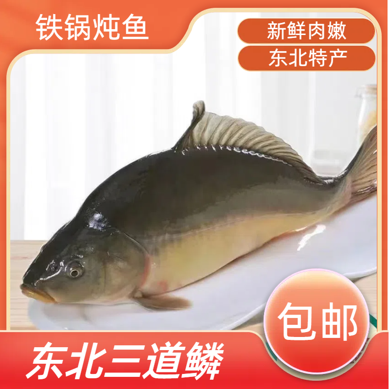 东北特产三道鳞鱼淡水鱼无麟鱼新鲜框镜活鱼鲜活速冻新鲜发货包邮