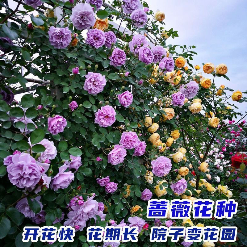 蔷薇花种籽四季播种月月开花爬藤植物花籽室外庭院花卉种子花期长