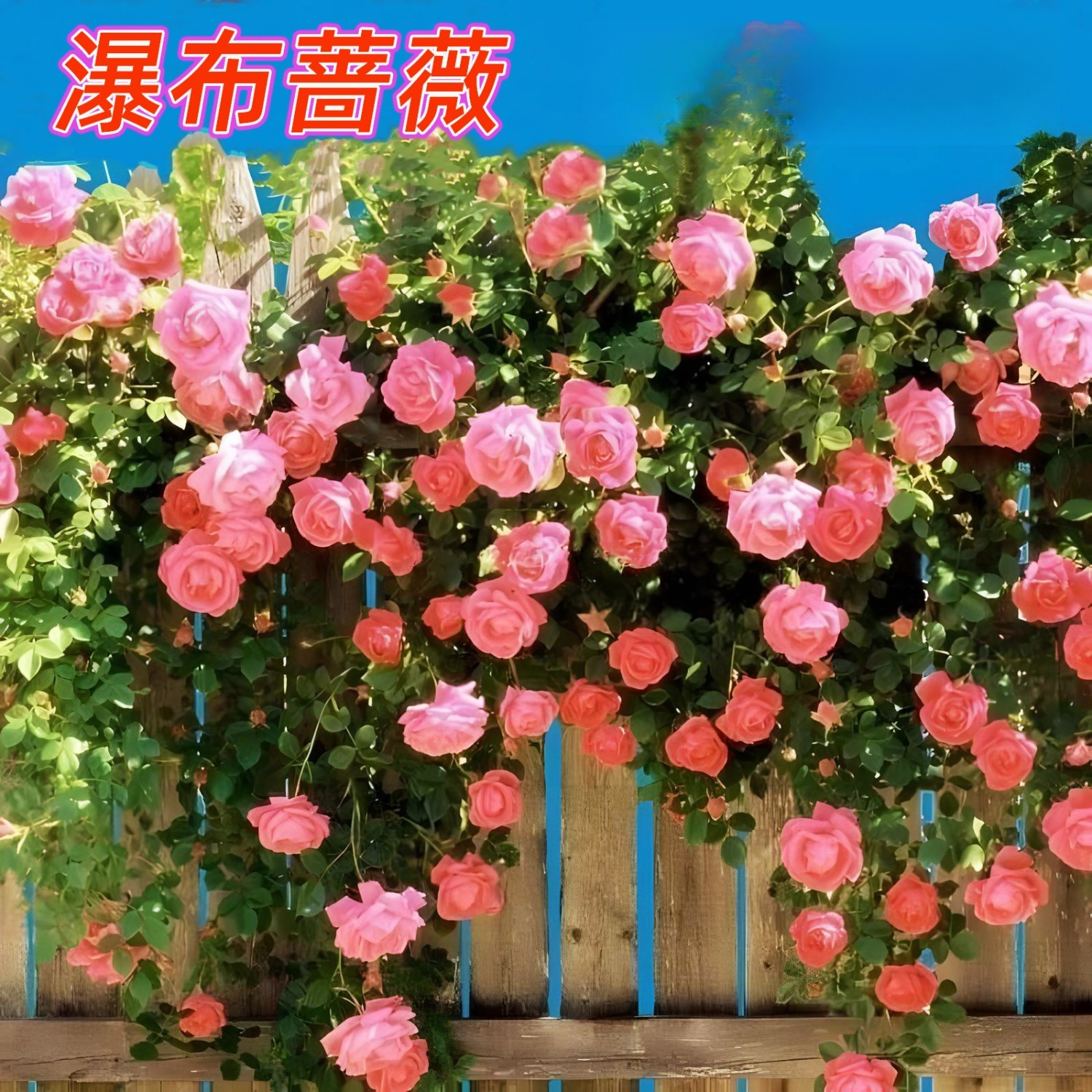 重瓣蔷薇花种子四季开花庭院阳台盆栽爬藤植物蔷薇花种子