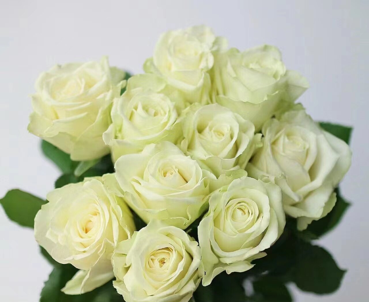 【白雪山】玫瑰  同一地址任意两单送配草一扎