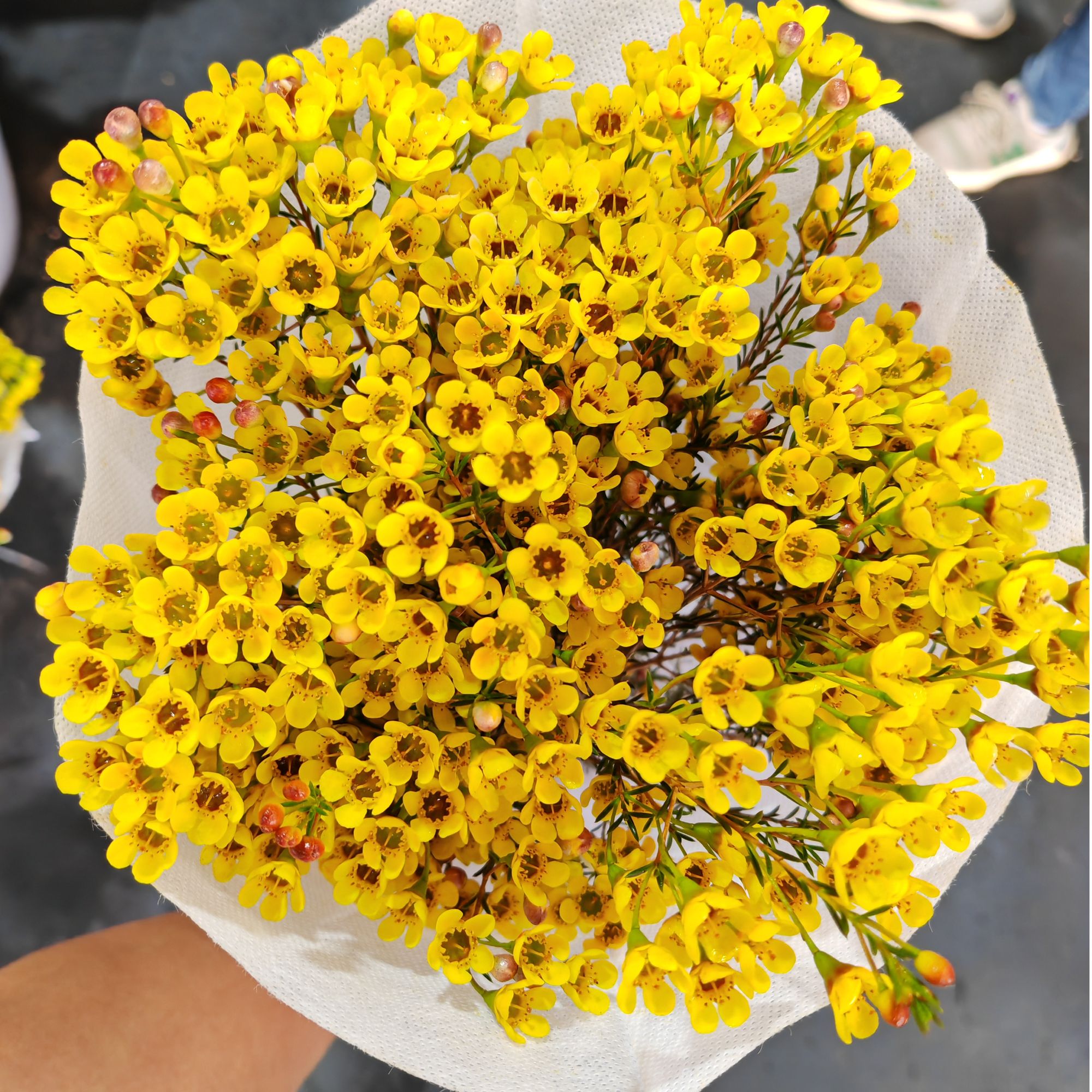 A级进口澳洲腊梅居家装饰插花DIY