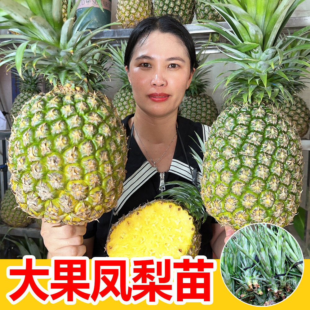 大果凤梨苗 裸根苗果重7-10斤大果凤梨苗  盆栽地栽种植