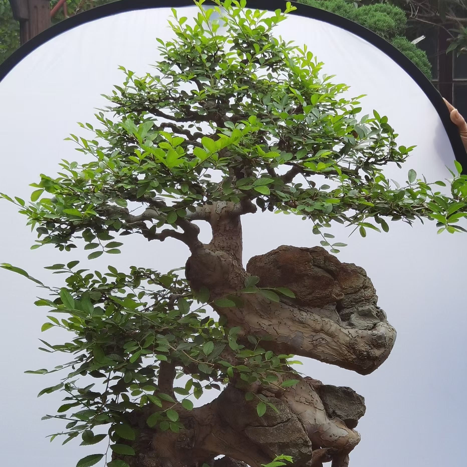 南北方盆景素材熟桩一物一拍