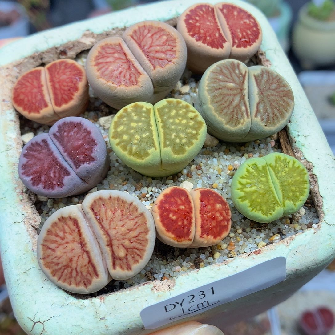 一物一拍 彩色菊母本特价 231号