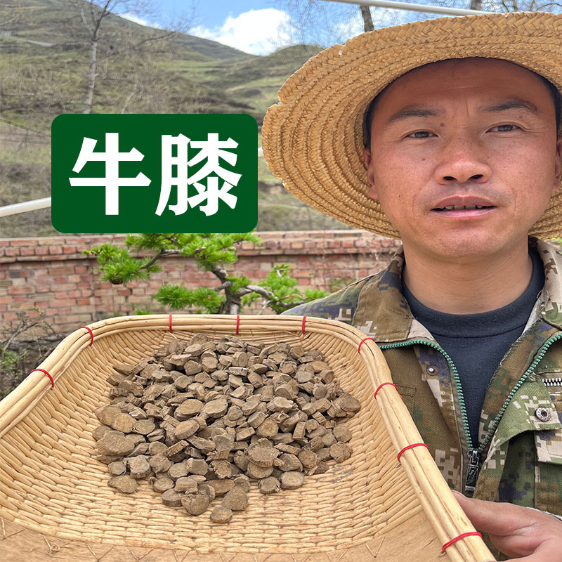 《牛膝》四川种植牛膝，川牛膝