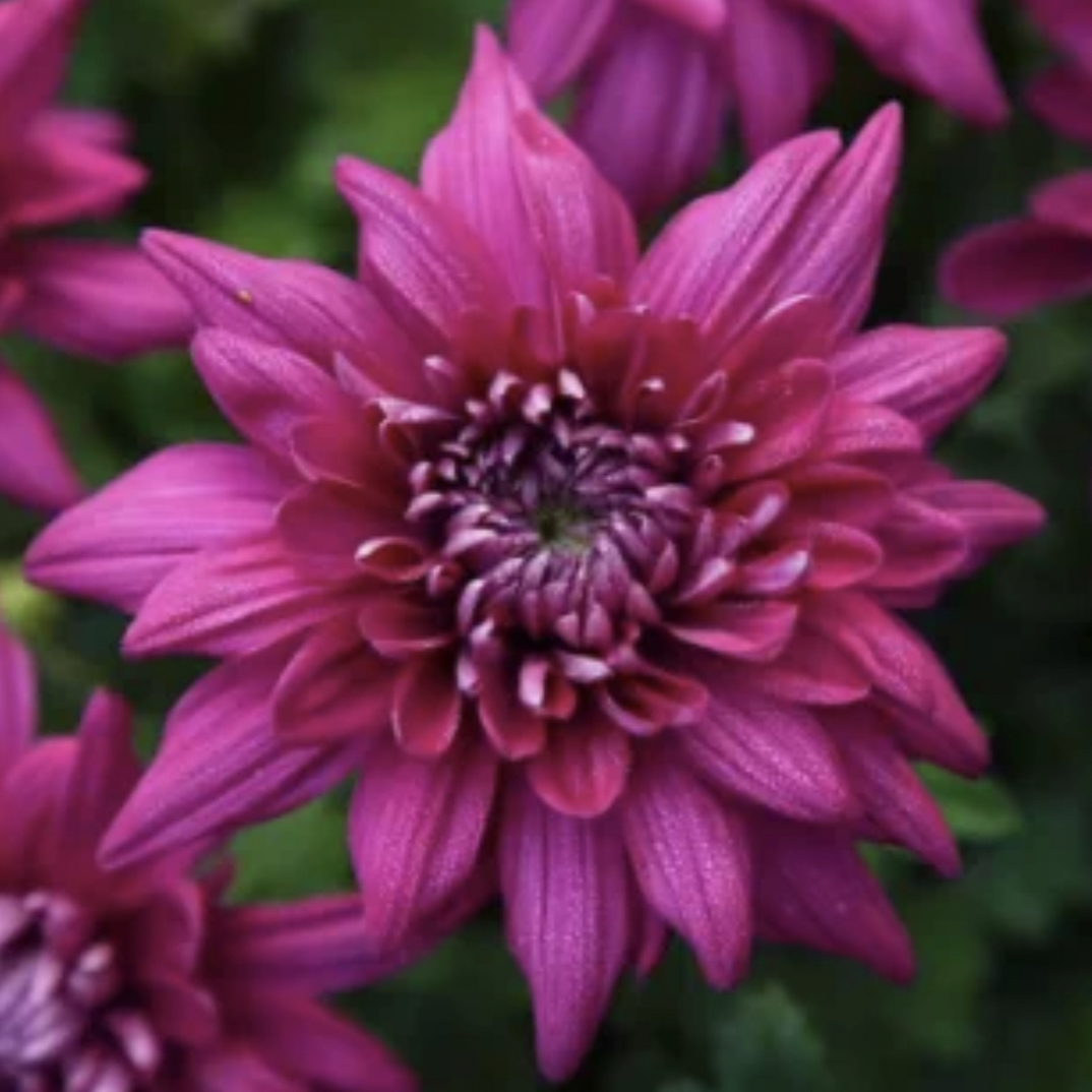 【紫芙蓉】菊花盆栽多年生耐寒好养绿植花卉带花苞发货