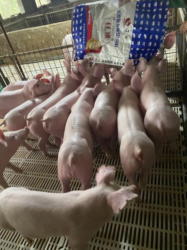 新美系杜洛克长白大白精液