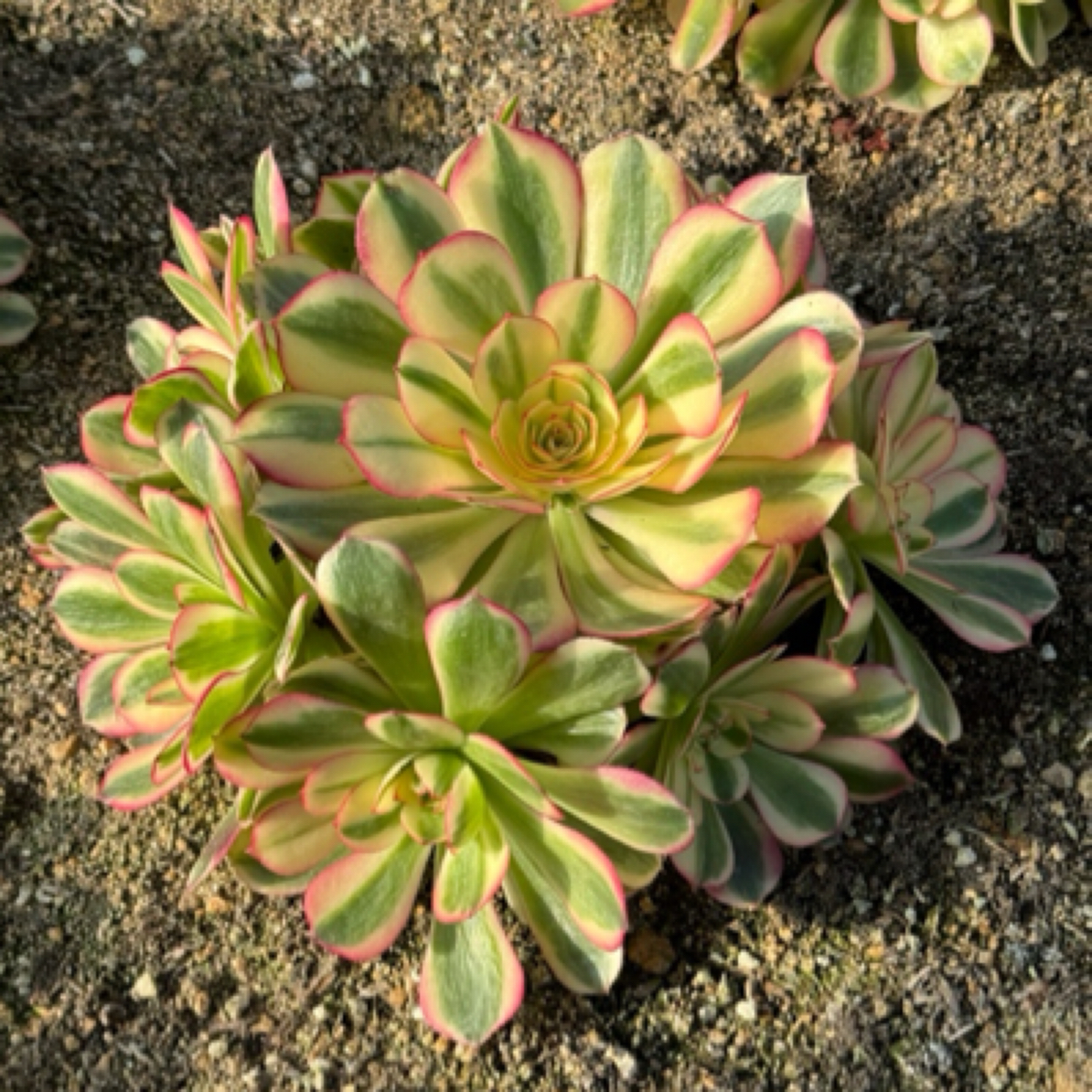 多肉植物法师荔枝捧花 