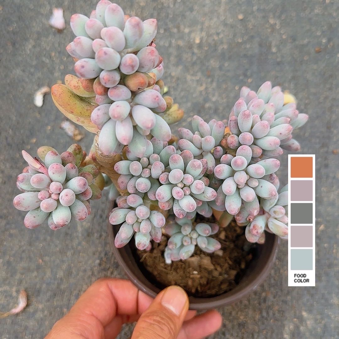 婴儿手指3颗脱土 小谢多肉多肉植物庭院净化空气