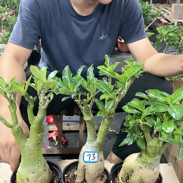 数*三颗裸根发货73