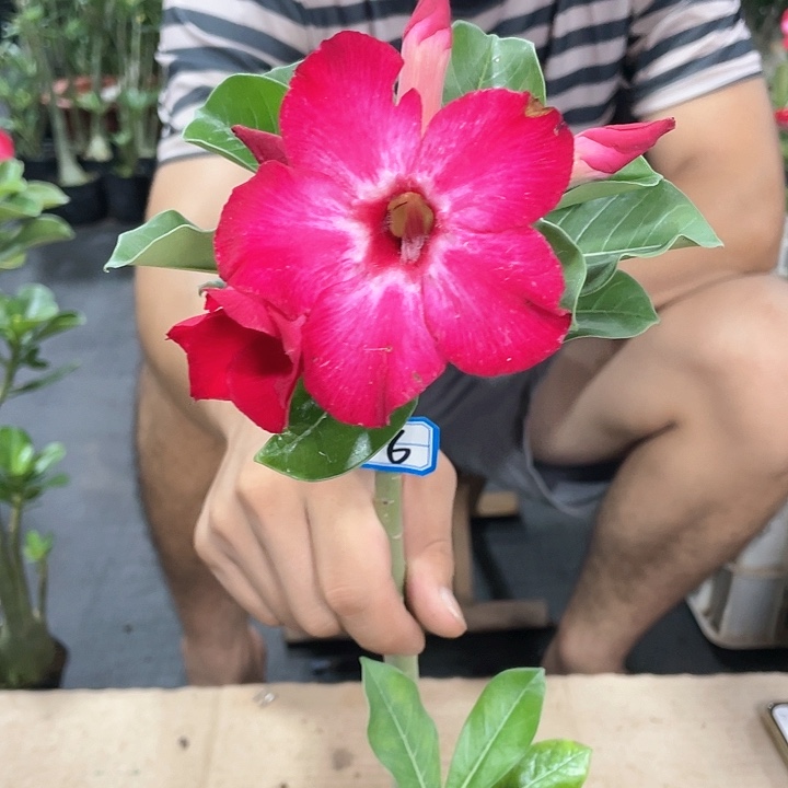 奶****糖原生单瓣带盆土发货16