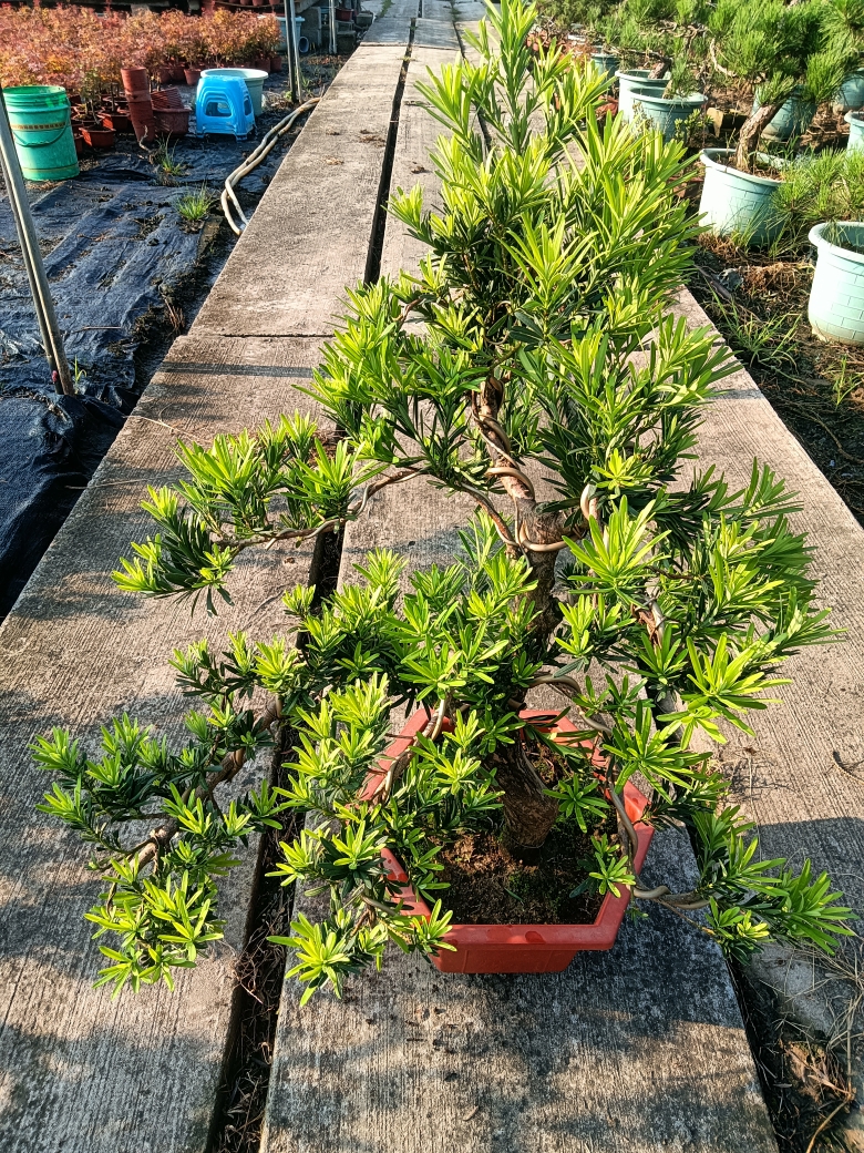 雀舌小叶的造型罗汉松