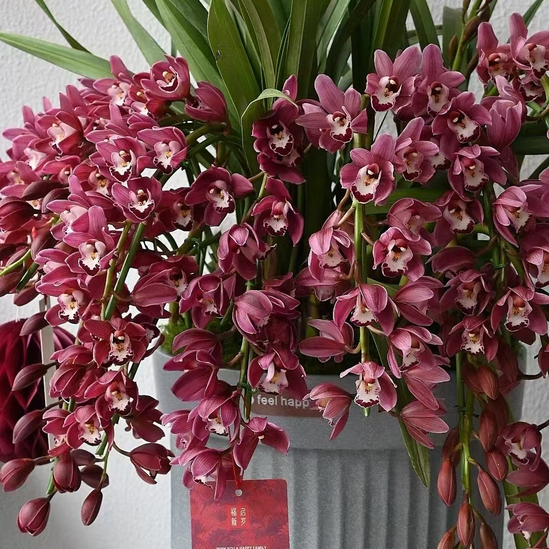 精品大花惠兰  带盆底座易成活 室内绿植