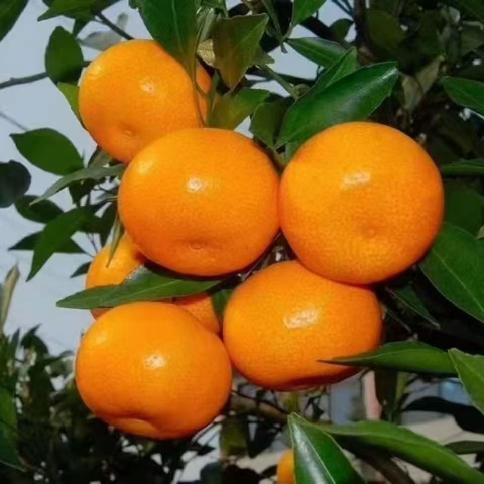 湖南石门柑桔橘早熟蜜桔橘子水果清甜多汁果园现摘现发3/5/9斤装