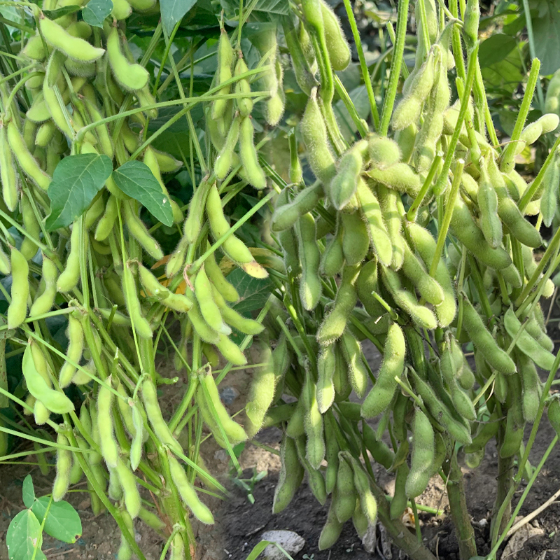 早熟大荚毛豆种子高产菜毛豆种籽四季豆黄豆鲜食菜豆春季蔬菜种孑