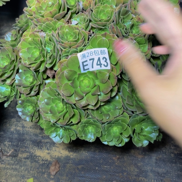 743多肉植物一物一拍