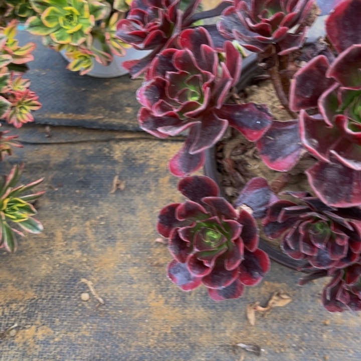 972多肉植物一物一拍