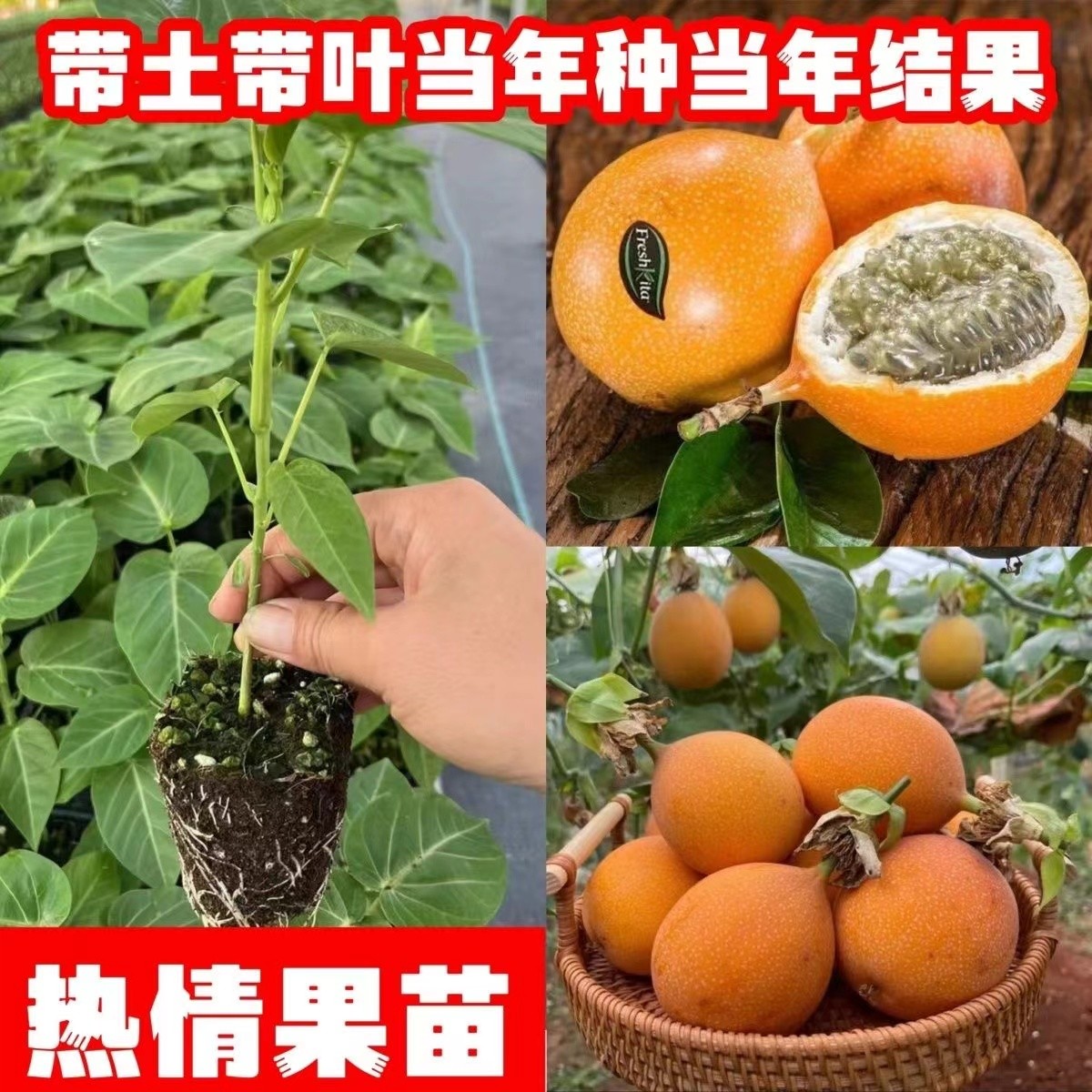 热情百香果苗带土带叶发货盆栽地栽都可以种植