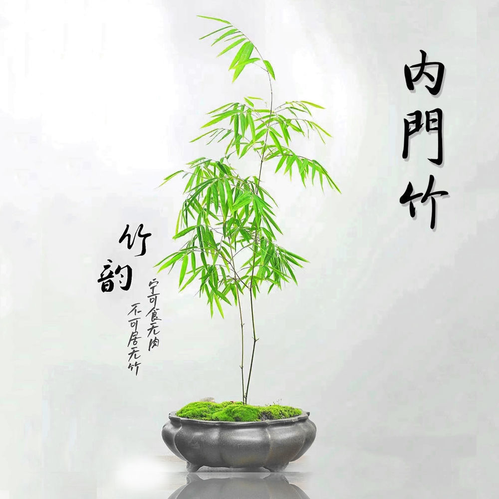 精品台湾内门竹（一物一拍）原盆原土室内盆栽茶室办公室书桌客厅