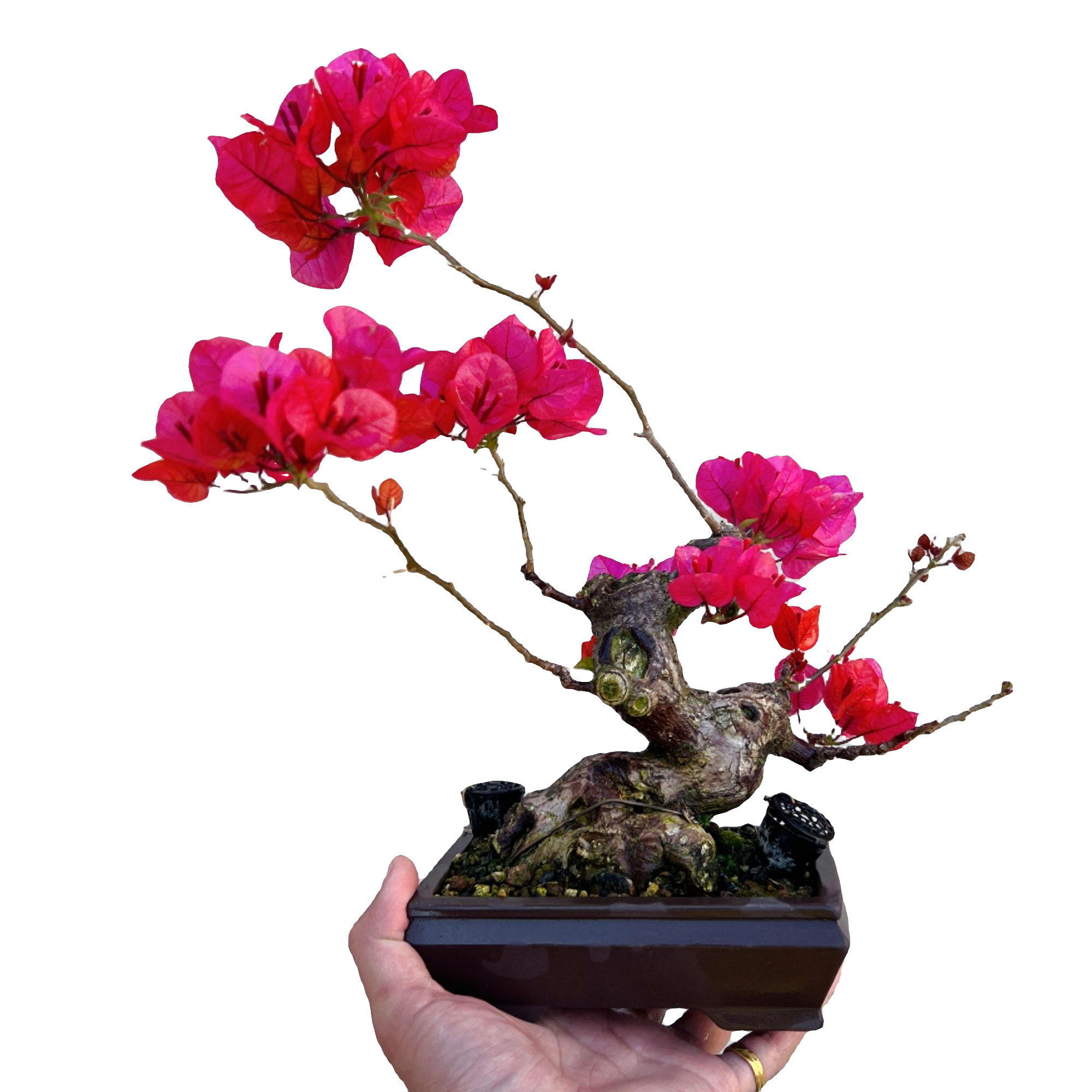 【一物一拍】三角梅盆景直播间