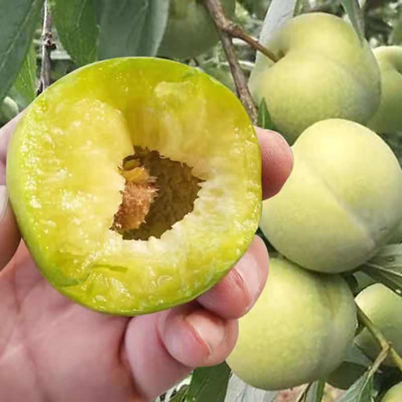 嫁结李子树苗盆栽地栽南方北方都可种植