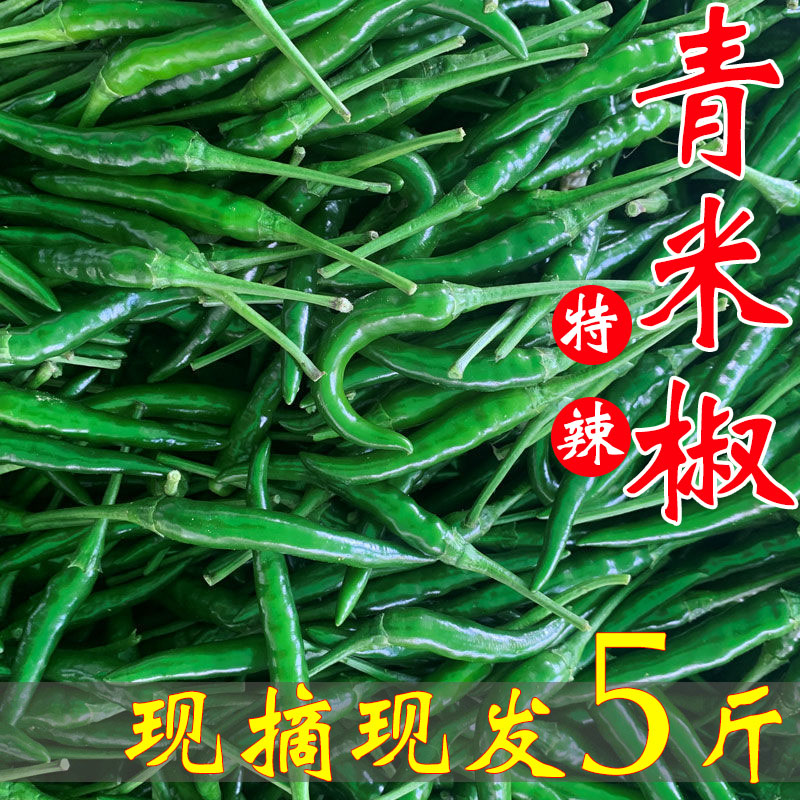 青小米椒青辣椒新鲜现摘尖椒超级辣做泡椒的农家自种特产朝天椒