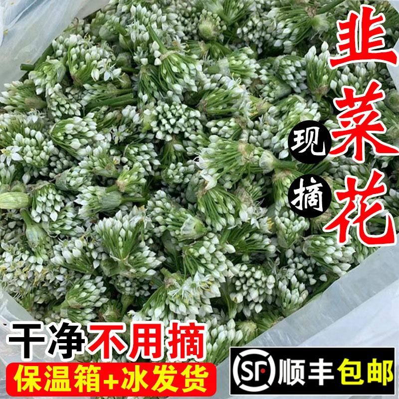 顺丰包邮 韭菜花新鲜现摘山东老式自种头茬嫩韭花酱蘸料花苞蔬菜