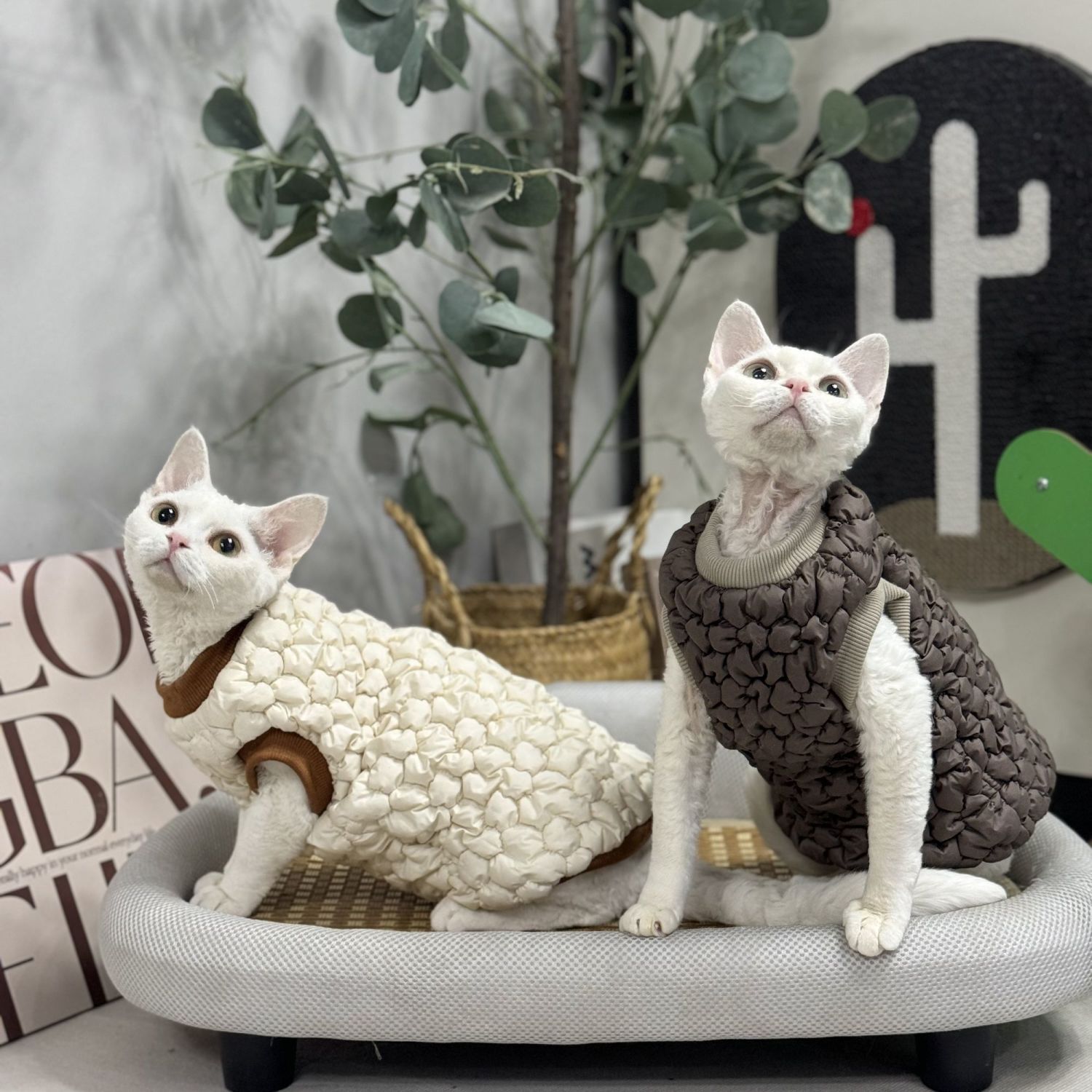 无毛猫衣服冬季夹棉厚无骨工艺内里纯棉舒服保暖加厚德文猫衣服