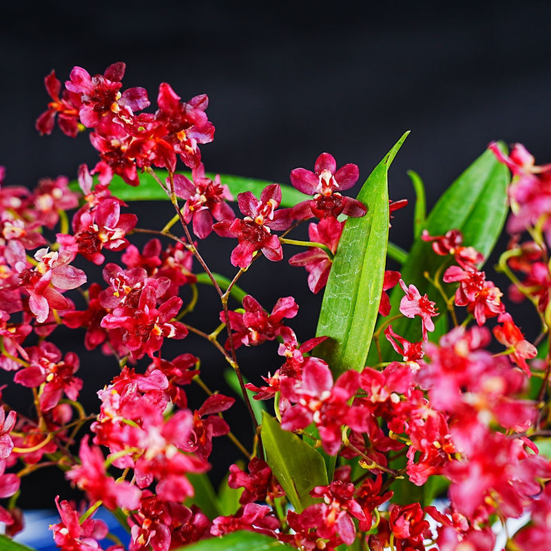 小小【红色梦香兰】浓香兰花苗好养易活室内外花卉绿植