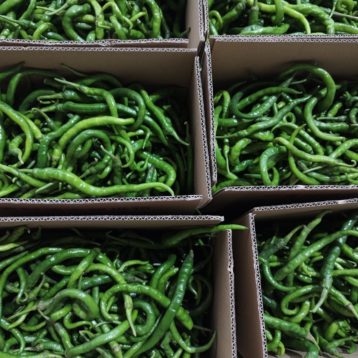 贵州高山正宗农家种植鱼秋辣余秋辣椒新鲜中辣一整箱4斤