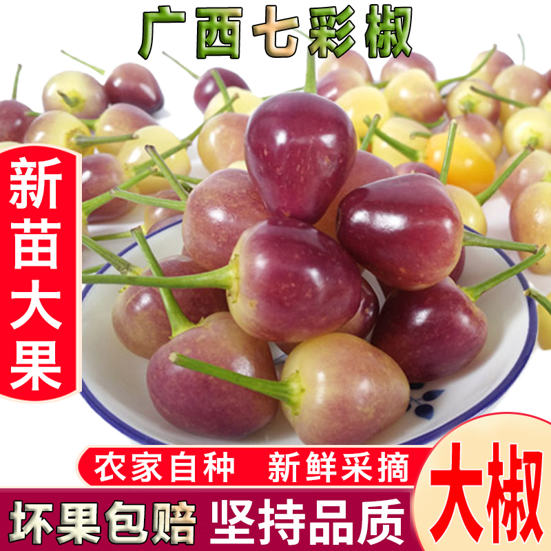 广西特产七彩椒特辣椒新鲜采摘包邮五彩椒泡椒五色灯笼椒现摘大果